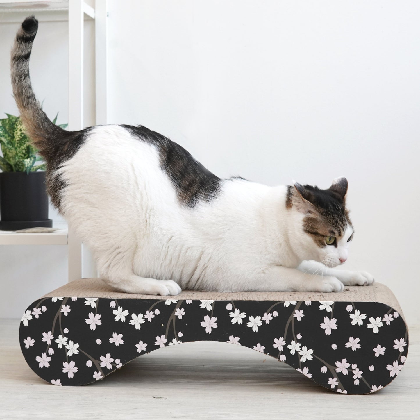 Montecillo Scratcher (2 Types)