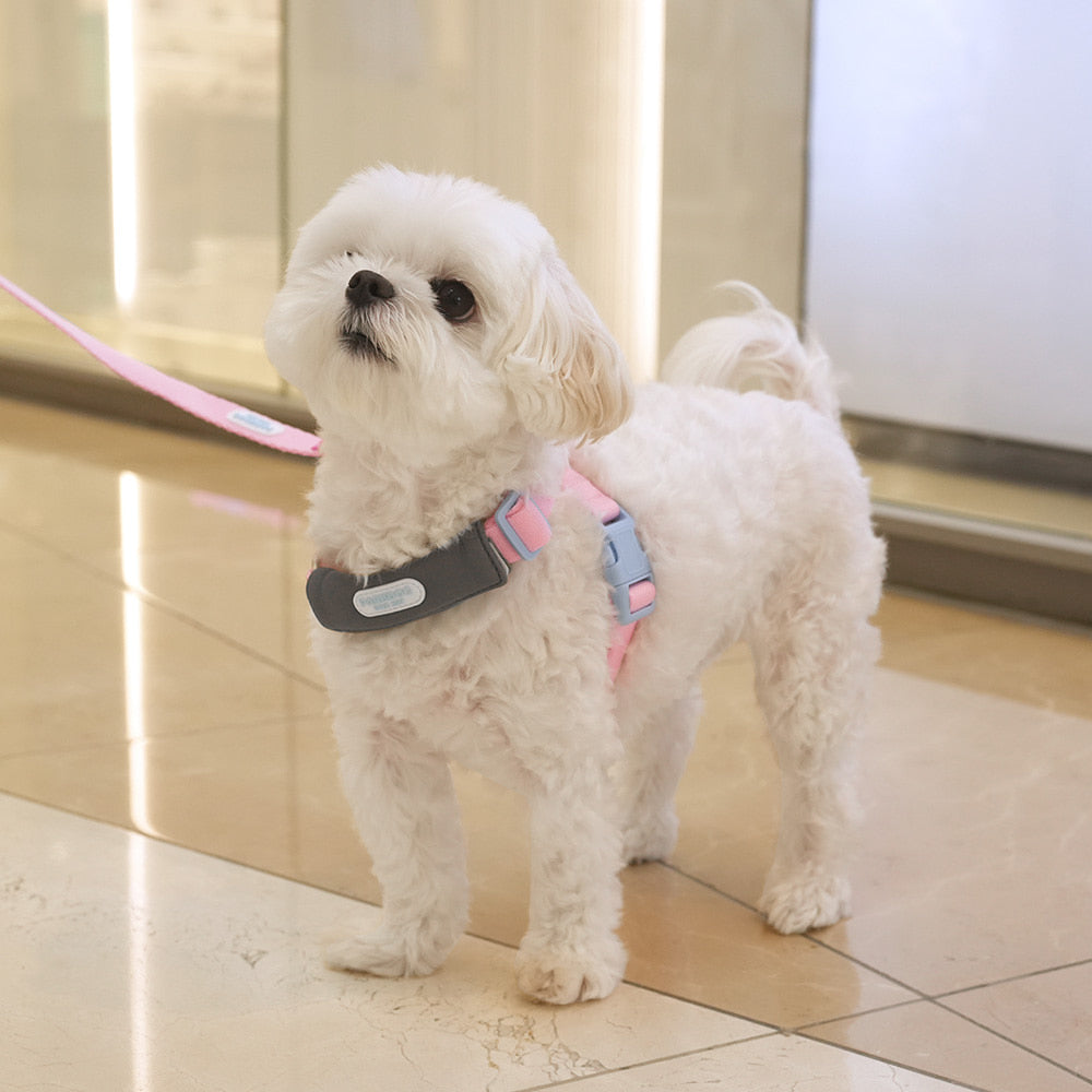 Color Webbing Harness