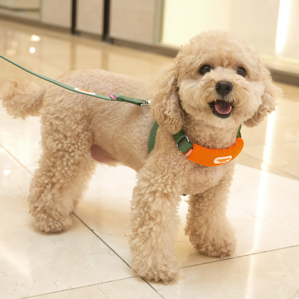 Color Webbing Leash