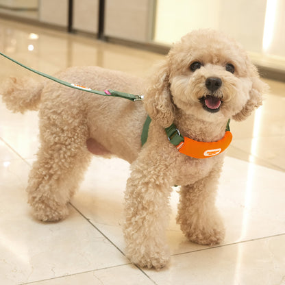 Color Webbing Leash
