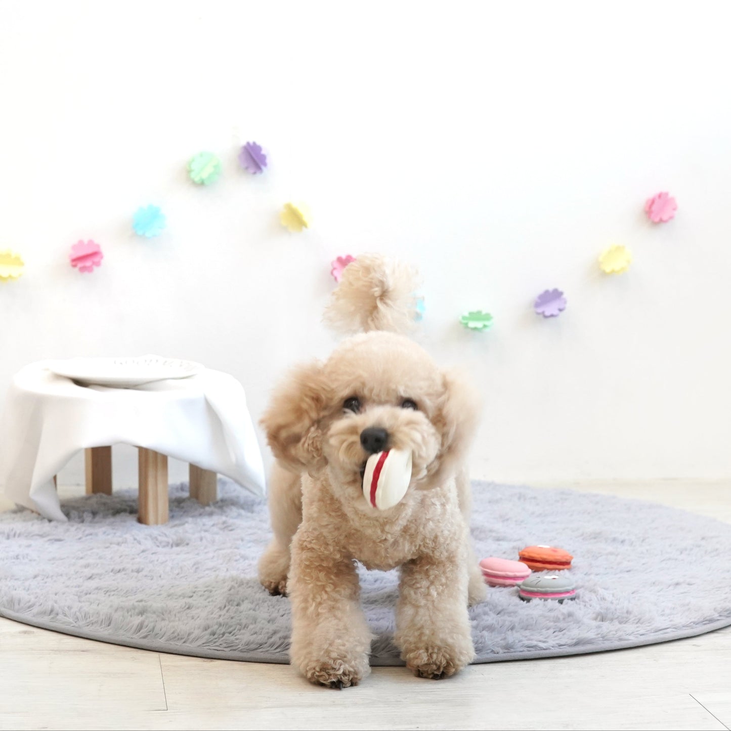 Animal Macaron Latex Toy