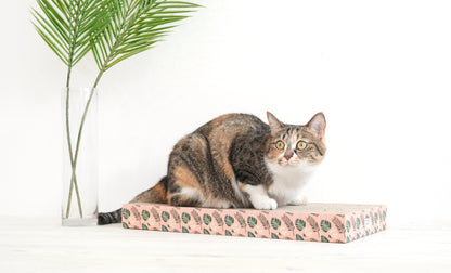 Pariscat Square Scratcher 2 Types