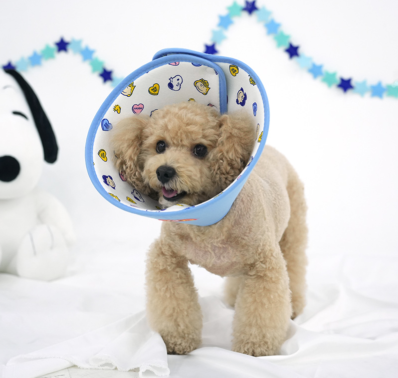 Peanuts Elizabeth Collar 2