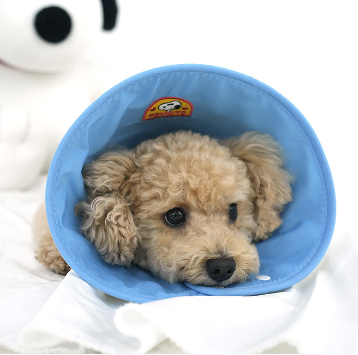 Peanuts Elizabeth Collar 2